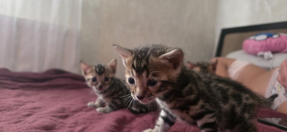 Бенгальські кошенята