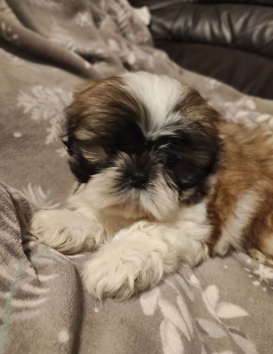 Piesek shihtzu tricolor