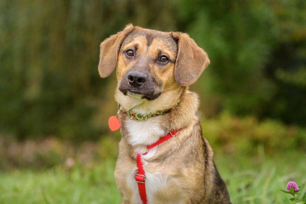 KANKO - psi dzieciak odzyskuje dzieciństwo, szczeniak ok. 10 mscy