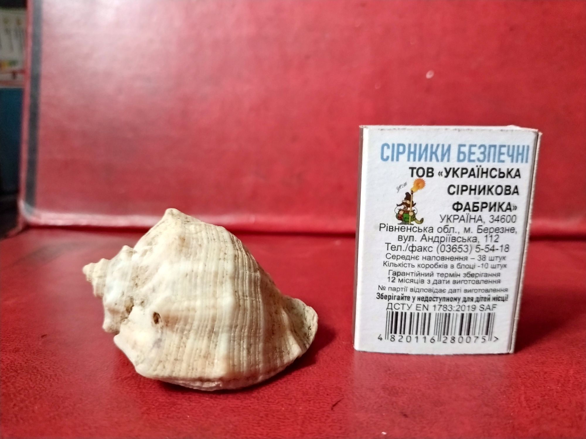 Морские ракушки для аквариума, цена за 2 шт, кримські мушлі