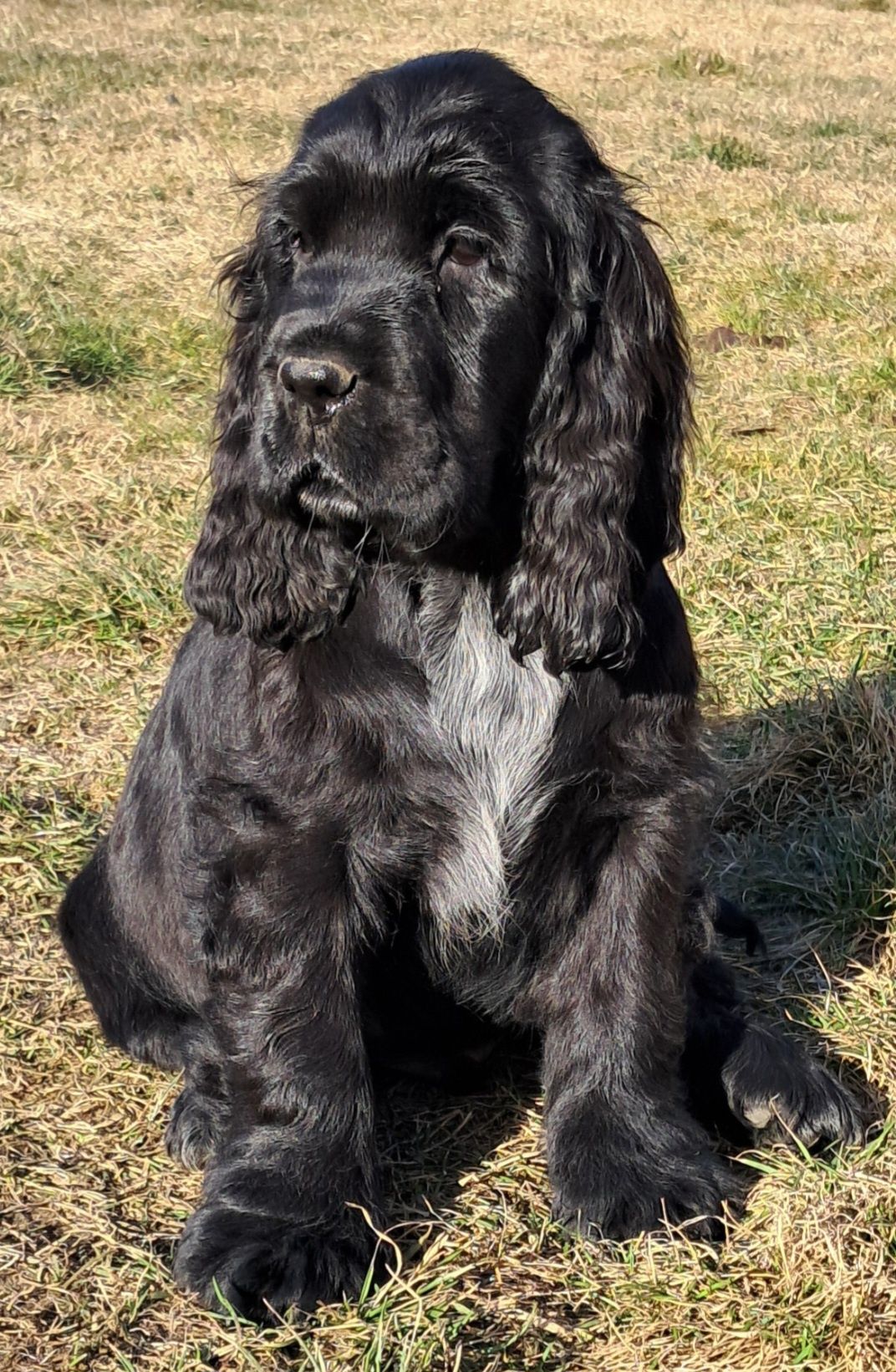 Cocker spaniel angielski Gotowy do zmiany domu