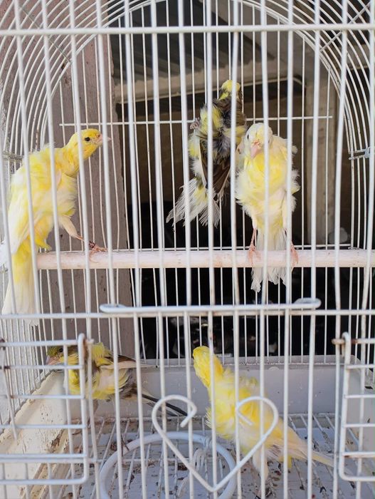 Canários Frisados do sul