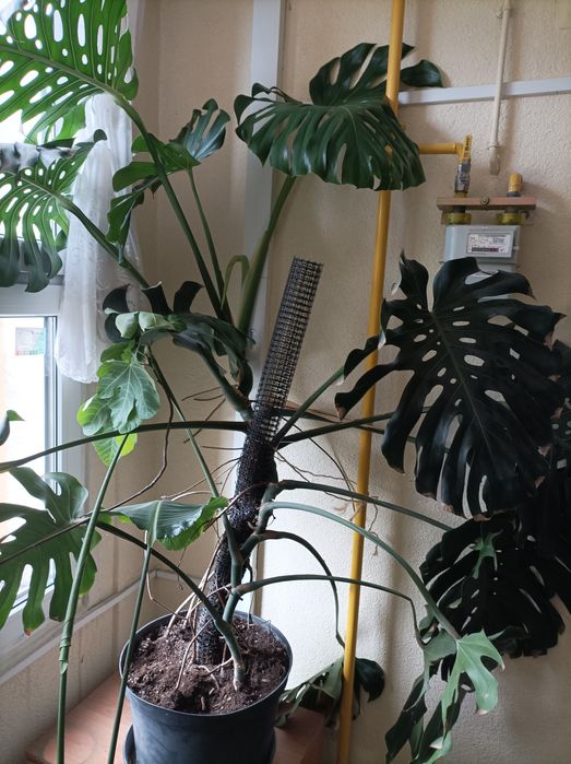 Monstera liście 65 cm