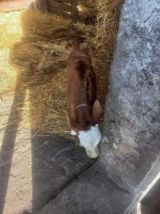 Jałóweczka sprzedam