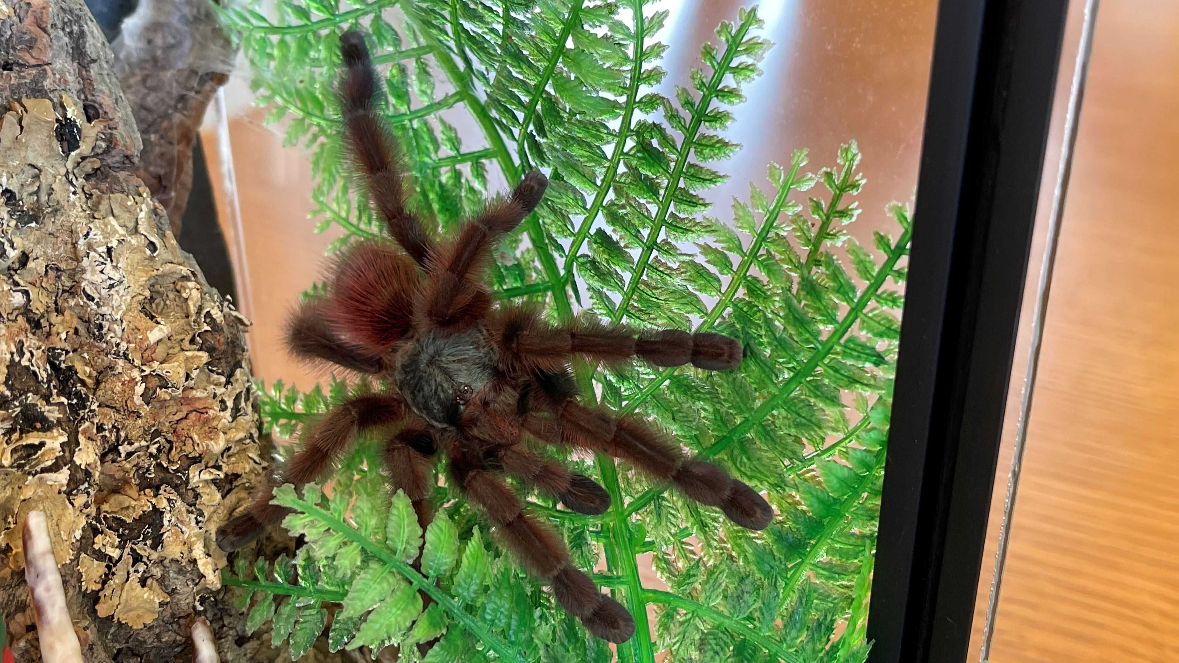 Ptasznik Caribena Versicolor samica 4dc + nowe terrarium