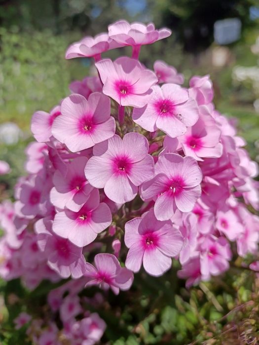 Півонія рожева, пахуча, зі свого саду