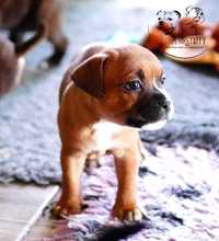 Staffordshire Bull Terrier - piesek