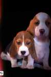 Beagle z legalnej hodowli