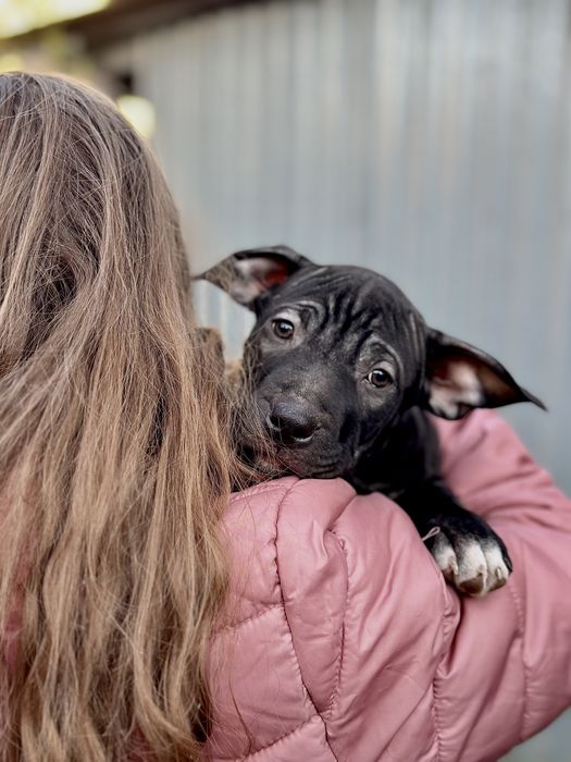Продаються породисті цуцики породи пітбуль