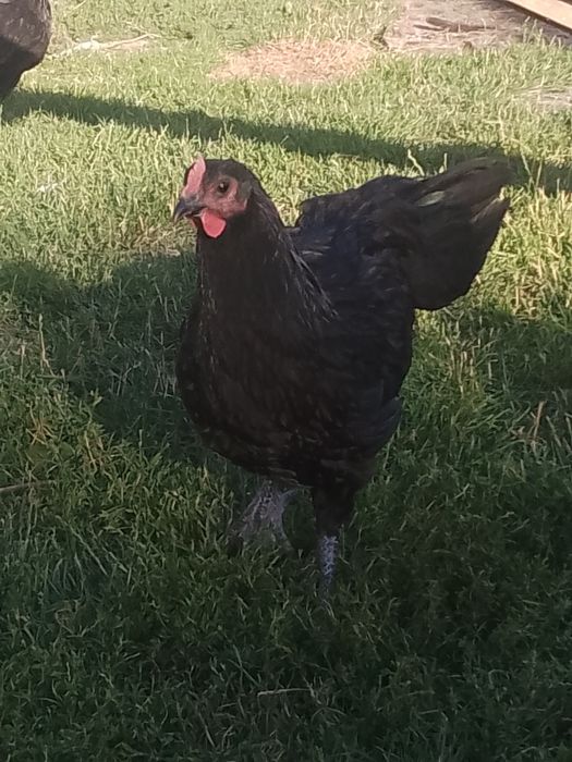 Koguty australorp