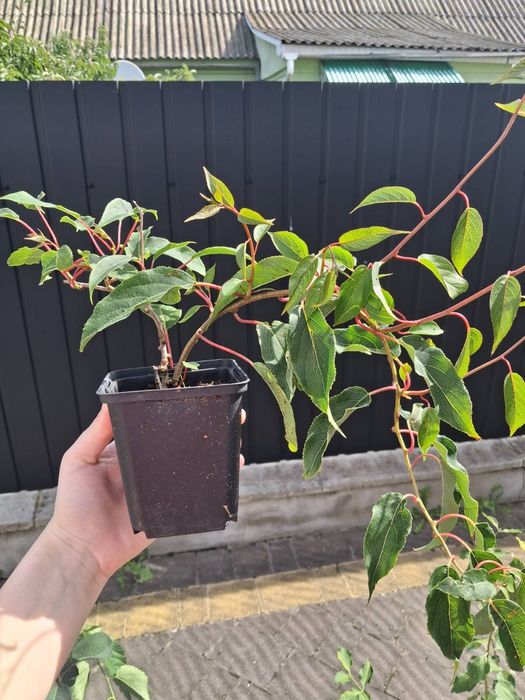 Міні- Ківі (Актинидія)  саджанці Опт і Роздріб