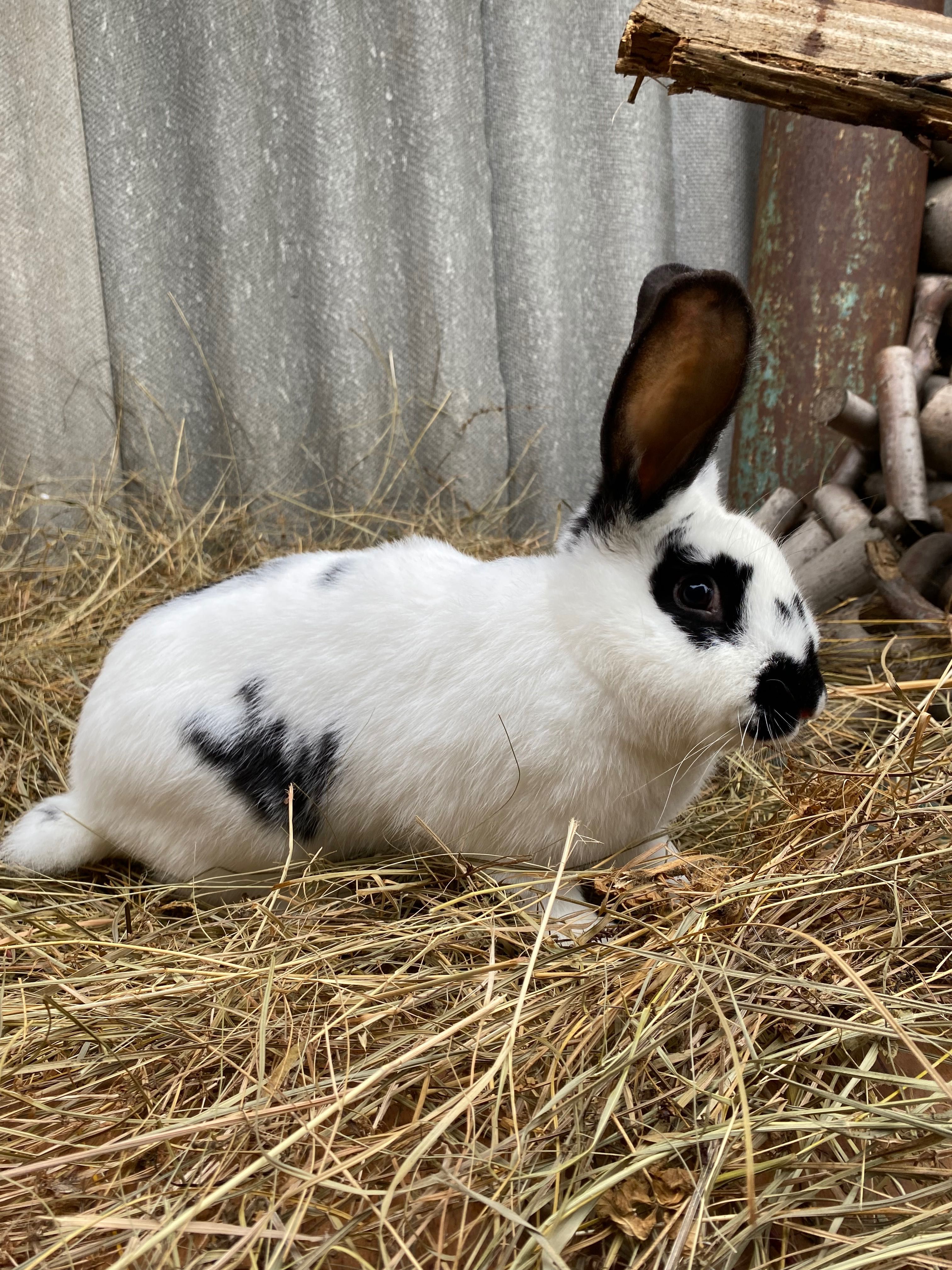 Кролики самки -5 месяцев