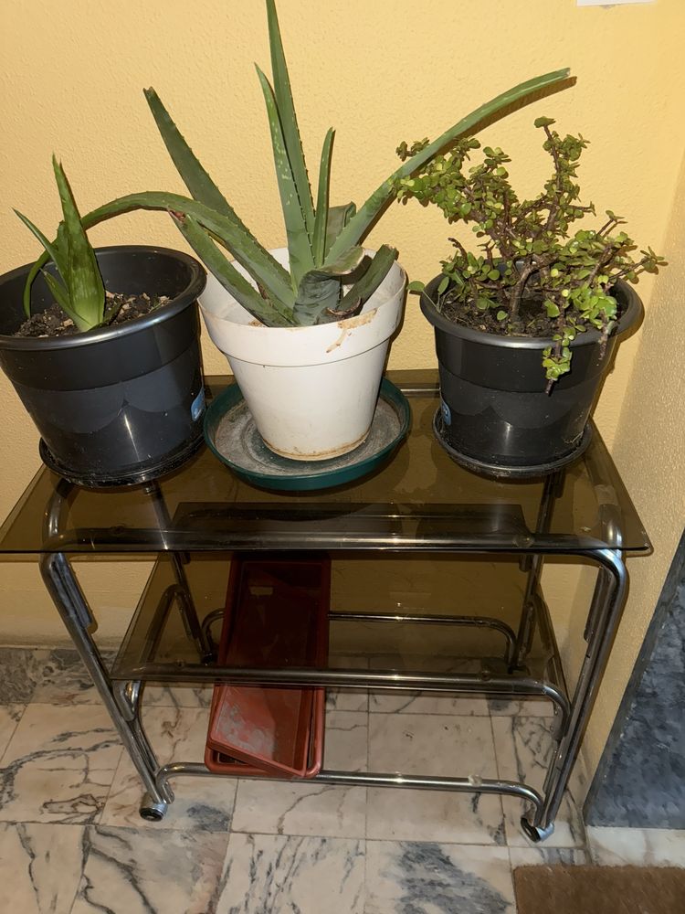 Mesinha de vidro com plantas