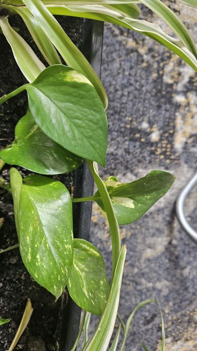 Epipremnum złociste 1 sadzonka odnóżka duża ukorzeniona biało - zielo