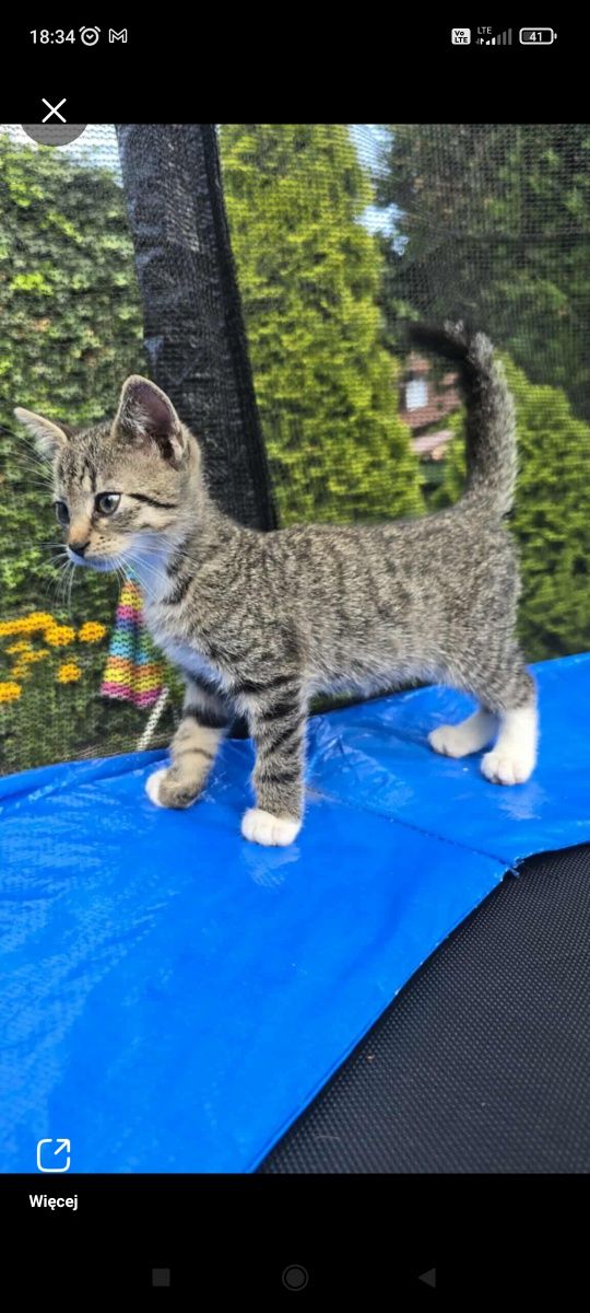 Kotek kot kocur do adopcji