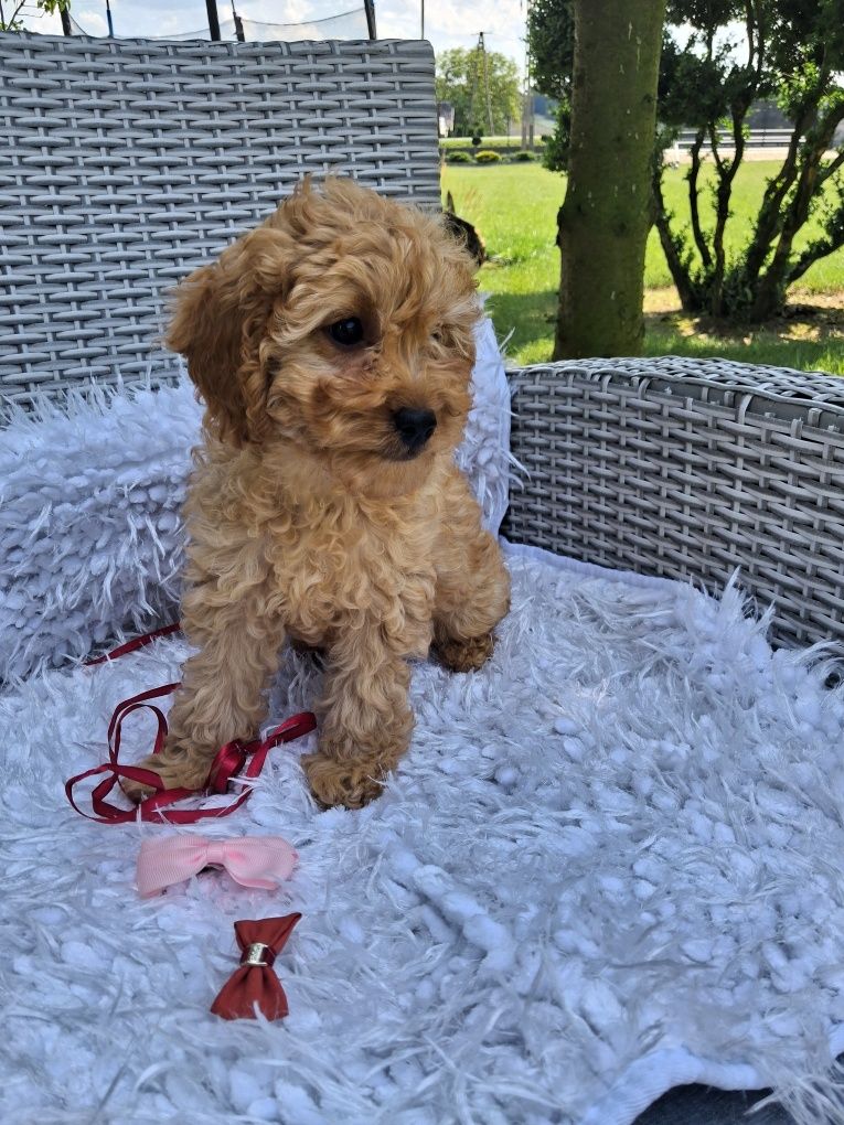 Śliczna suczka Cavapoo