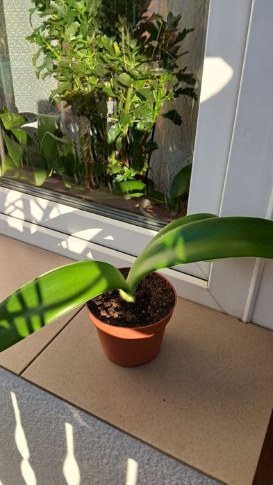 Krasnokwiat białokwiatowy Słomniki k.Krakowa