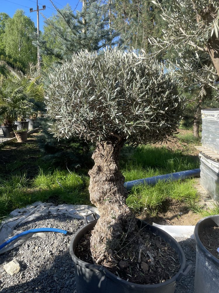 Drzewa oliwne olea europaea
