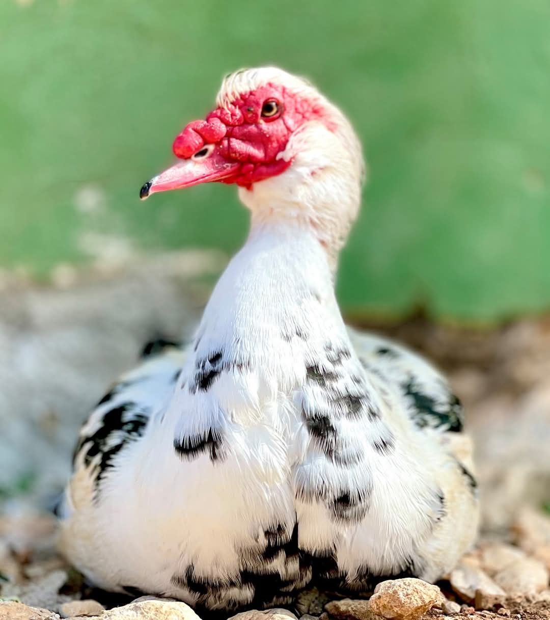 Vendo casais de patos mudos com idade de três anos