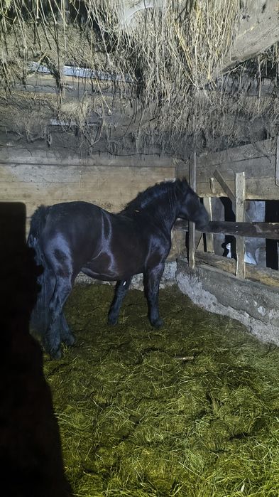 Sprzedam źrebówkę 2 lata