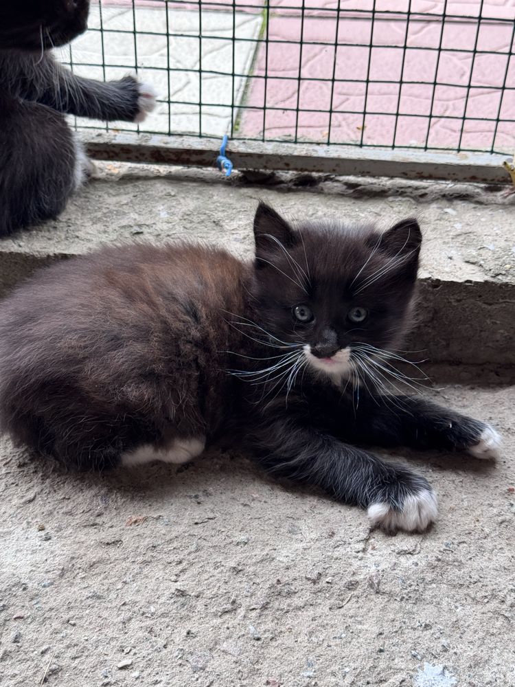 Віддам шотландських котиків