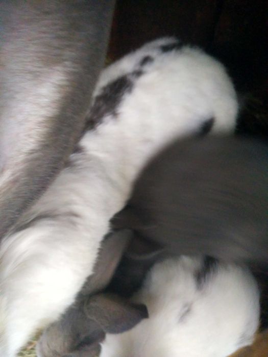 Продам кролицю строкачку рі к