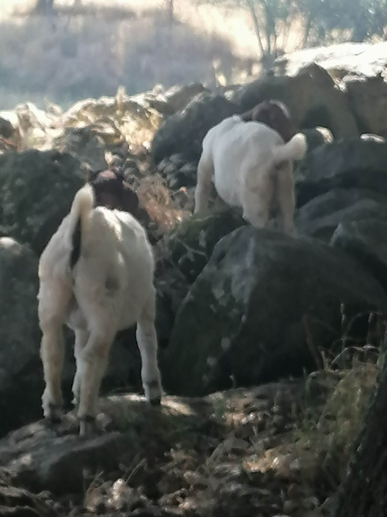 Cabras raça Boer