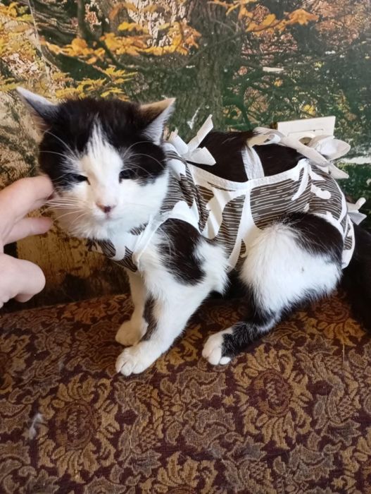 Стерилізовані кошенята підлітки