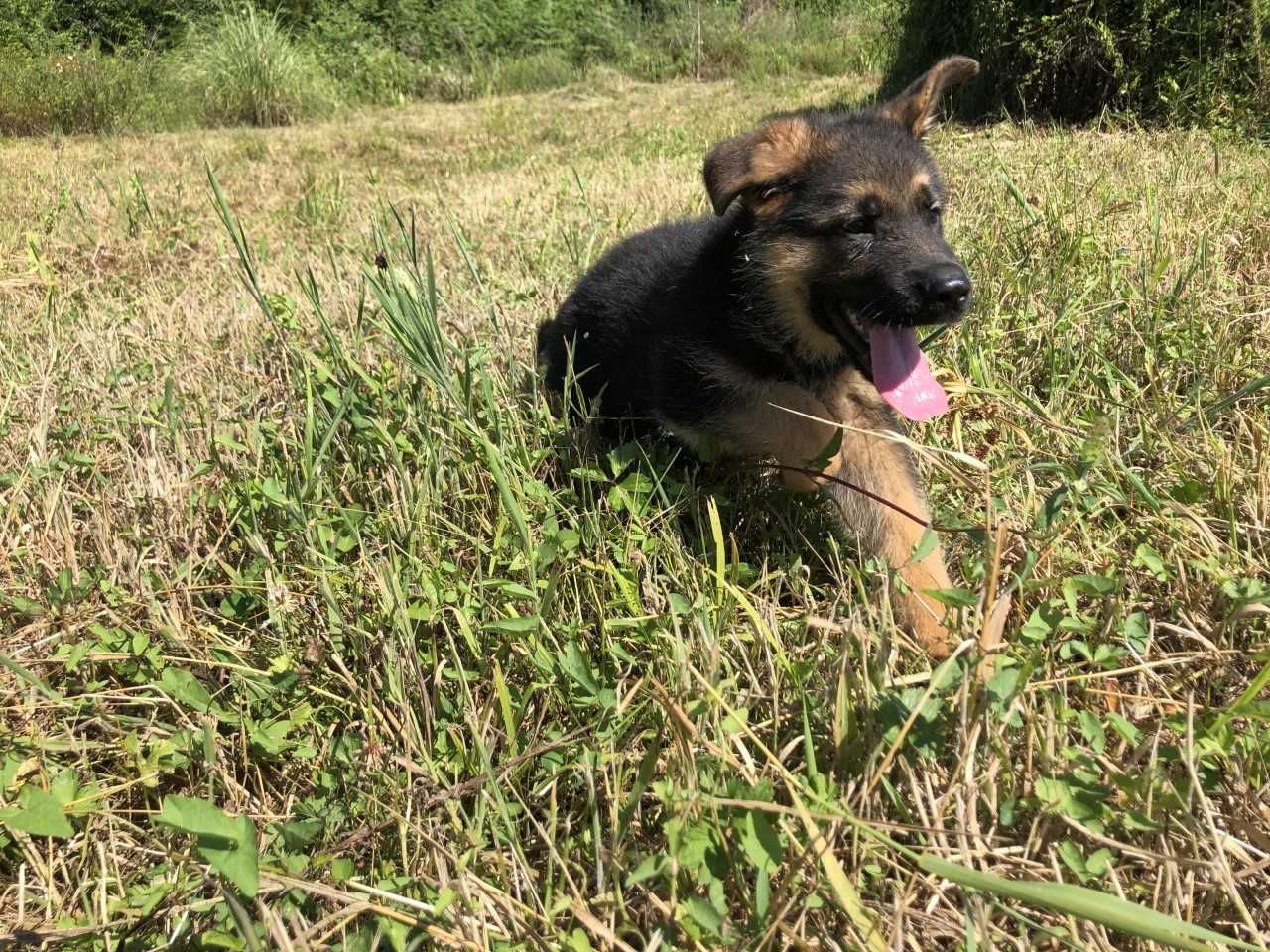 Cachorro de raça Pastor Alemão