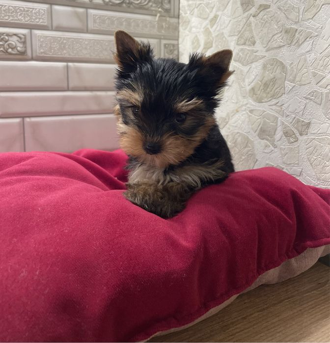 Міні крошечка йорочка