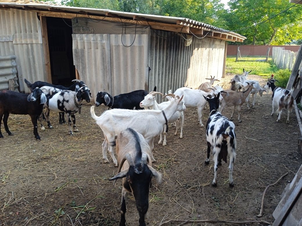 Продам стадо коз агло-нубійських,ламанч,простих всі молочні кози.