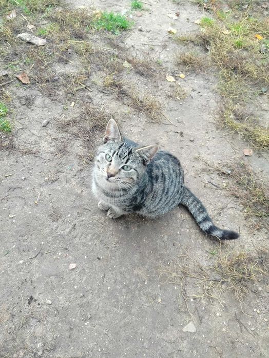 Roczne kotki podam w dobre ręce