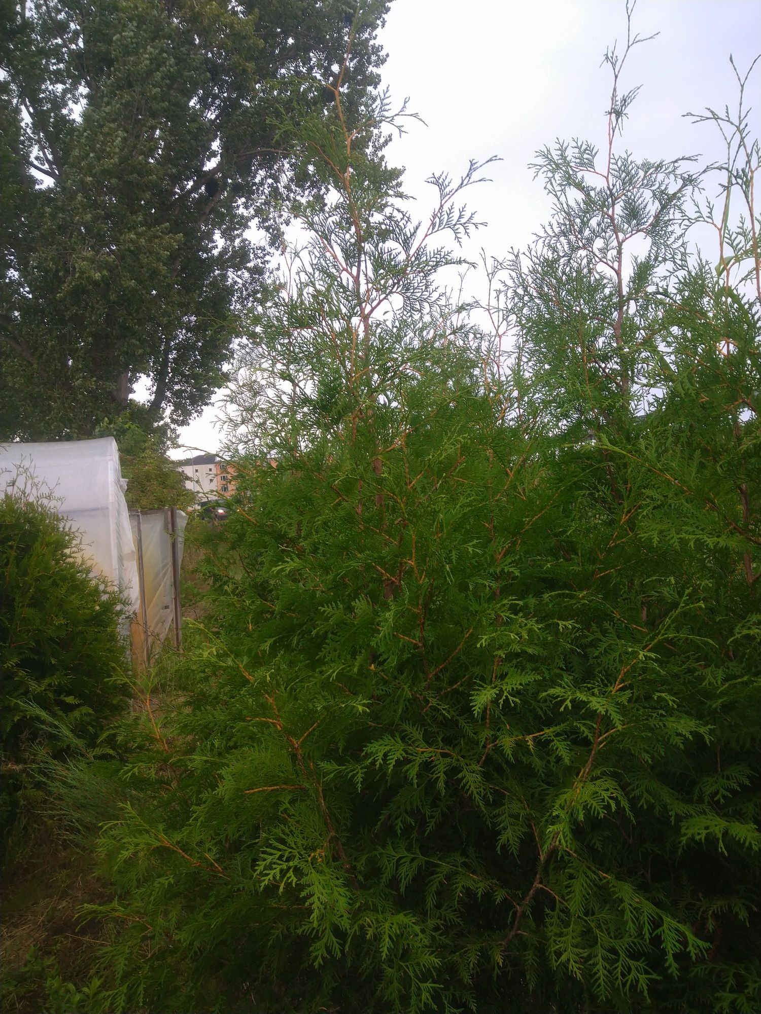 Thuja  Brabant 3m. Tuja Producent Tanio Okazjia Promocja