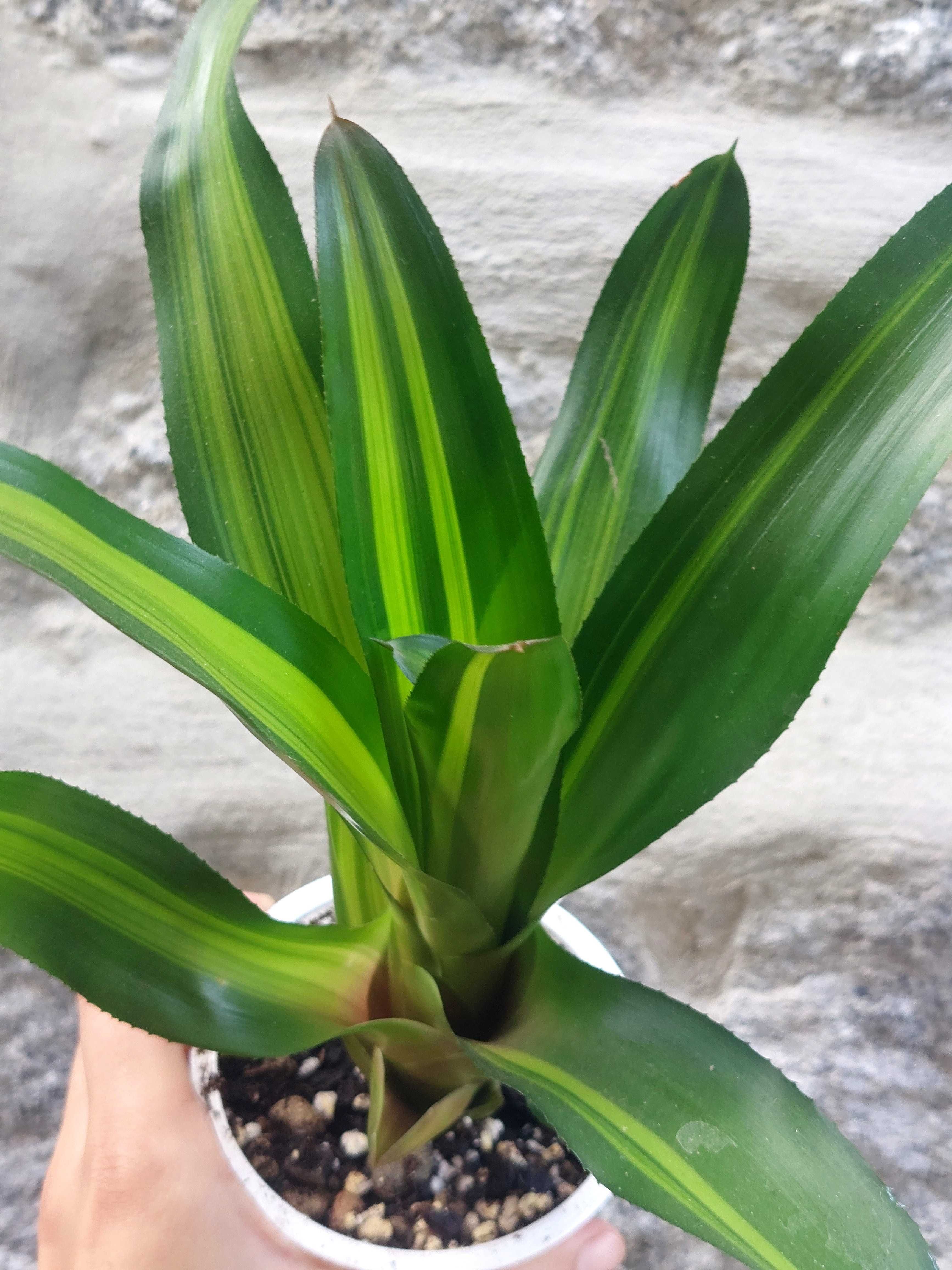 Planta Neoregelia Freddy