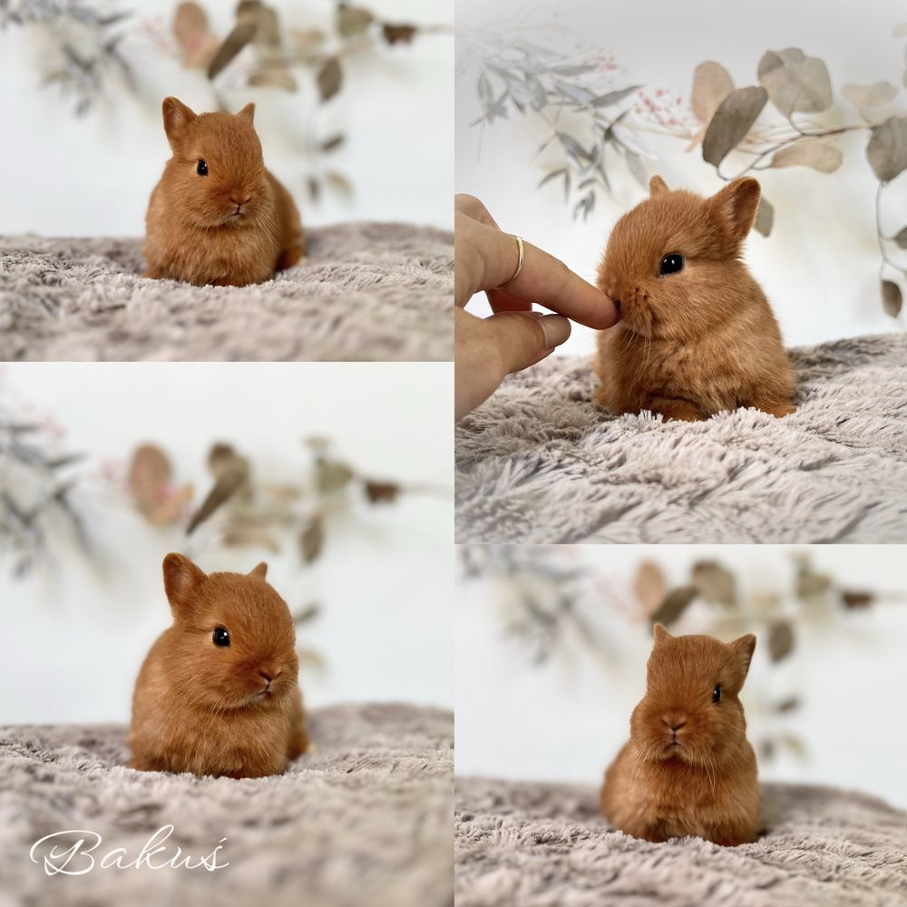 Króliczek Karzełek Teddy, karzelek Niderlandzki Mini Lop Aktualne