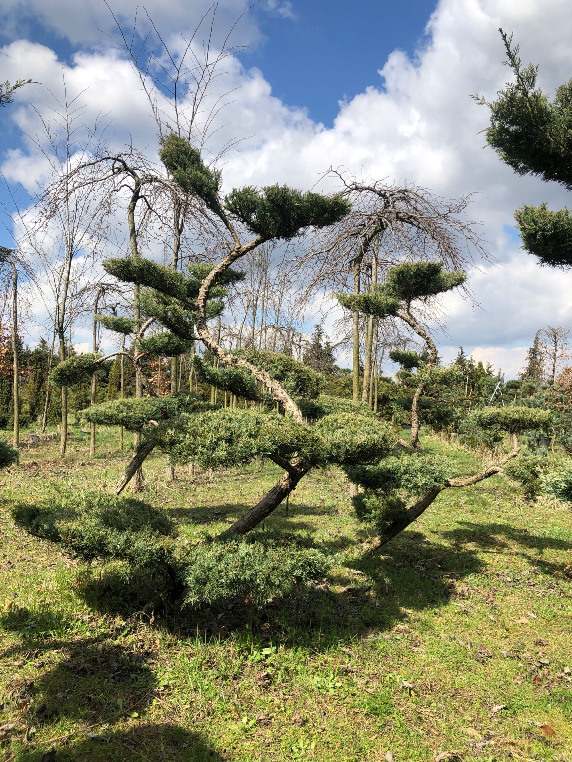 Bonsai ,jałowiec , sosna formowane