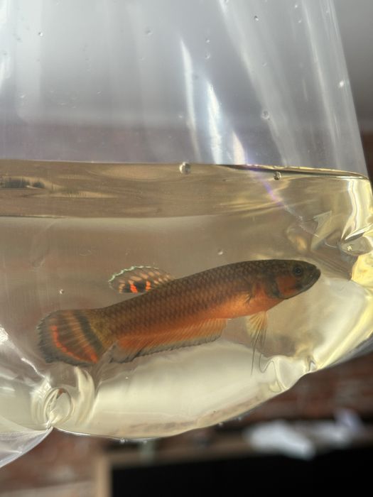 Bojownik plamooki / Betta Macrostoma |  PARA HODOWLANA