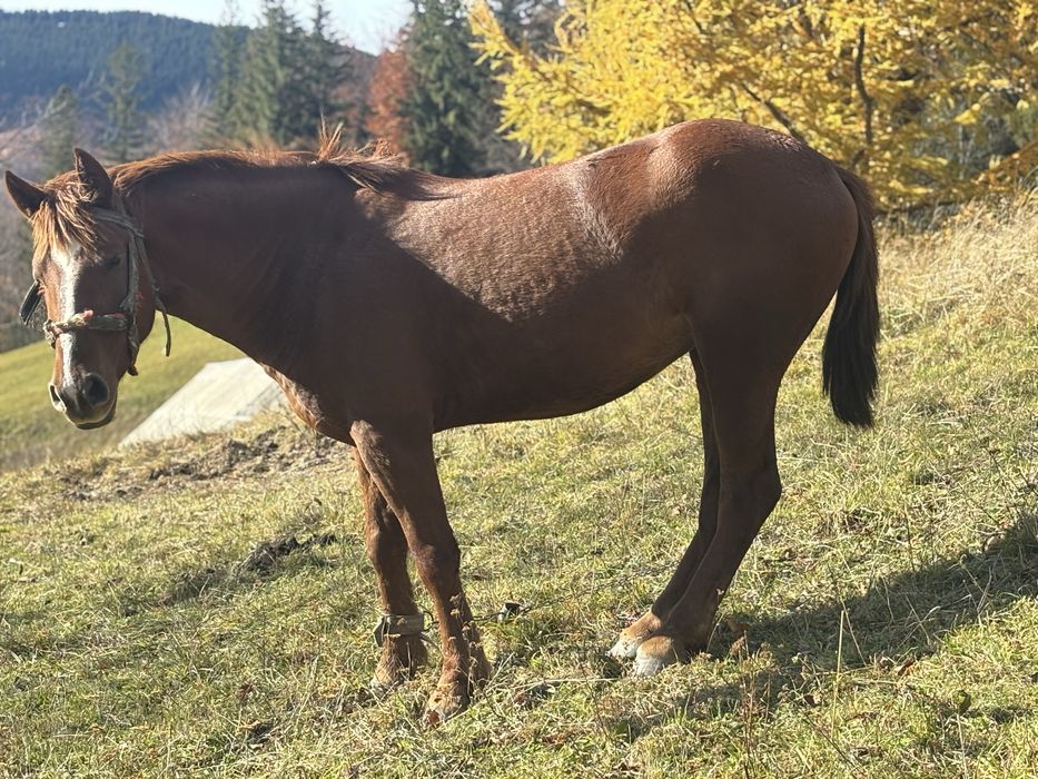Кобила молода робоча продається