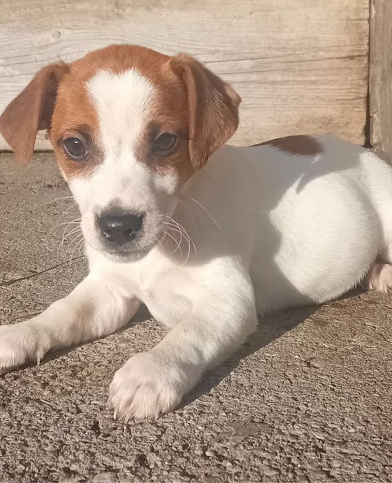 Jack russell terrier