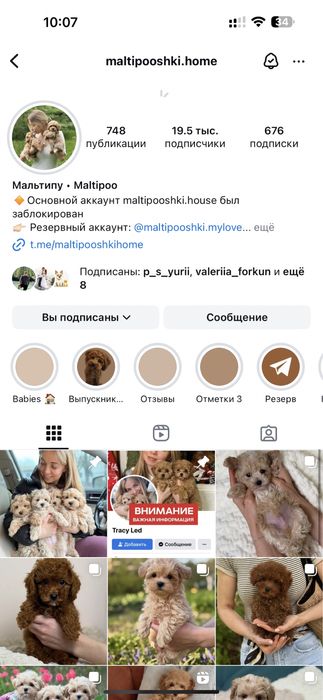 Шикарные карамельные детки Мальтипу !!!