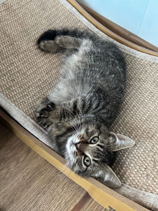 Кошеня безкоштовно