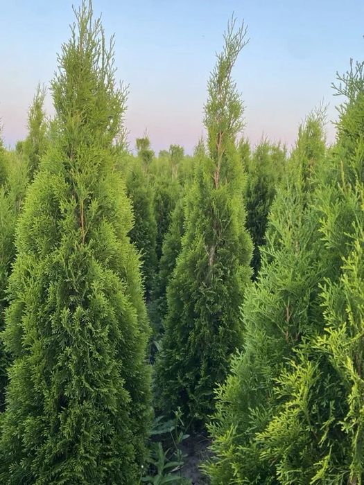 Tuja Szmaragd 120-180cm transport Sadzenie