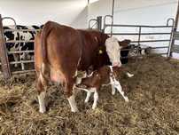 Jałówki cielne pierwiastki krowy SM SIM Simmental