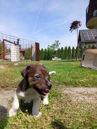 Jack Russell terrier