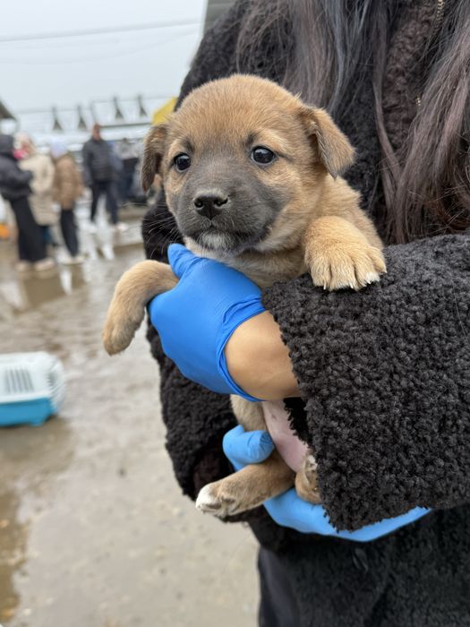 Віддам в добрі руки безкоштовно