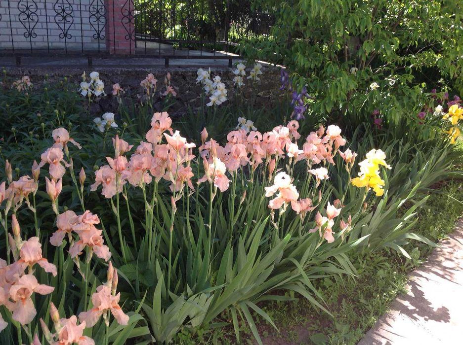 Заміський шикарний цегляний дім з садом