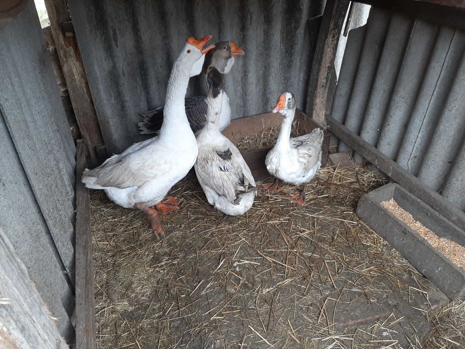 Яйця гусей породи холмогори