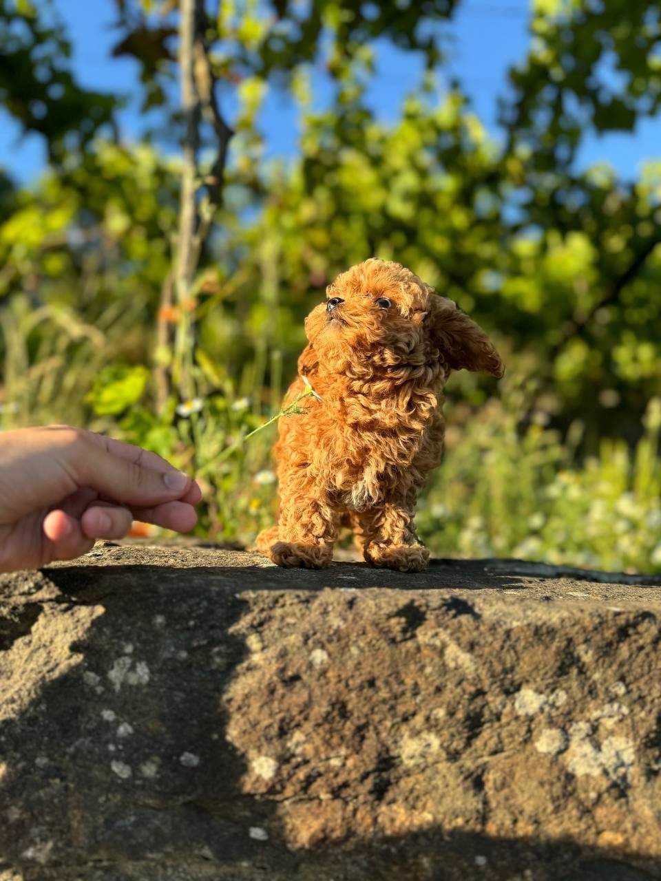 Toy Caniche Mini Micro Menina 1,2 kilo