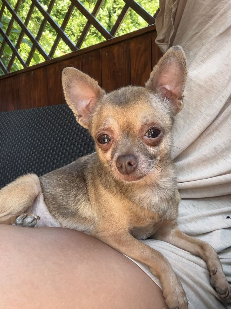 Sunia Chihuahua