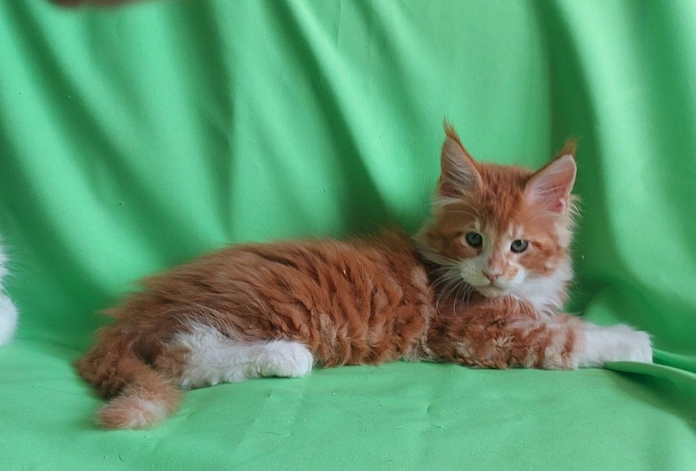 Мейн-куни  - чистопородні велетні